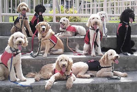 Filelabradoodle Assistance Dogs Wikipedia