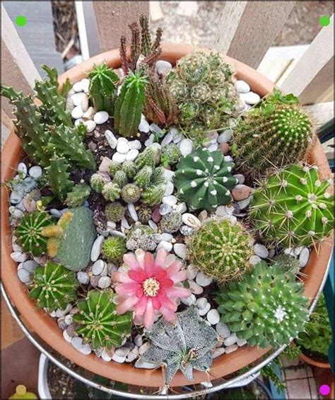Incredible Best Pot For Cactus Garden Ideas