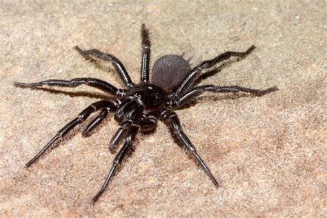 We May Finally Know Why Male Funnel Web Spiders Are So Deadly To Humans