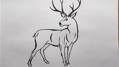How To Draw A Deer Animal Drawings Youtube