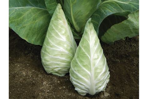 9 Top Cabbage Varieties For 2019 Growing Produce