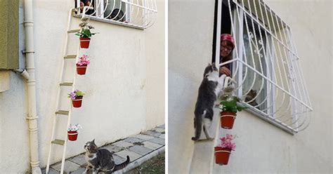 Adverse weather conditions combined with a winter storm warning require action from pet owners. This Woman Built A 'Cat Ladder' To Her Home To Save Stray ...