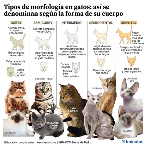 Los distintos tipos de cuerpos en los gatos domésticos y sus