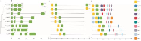 Phylogenetic Tree Gene Structure Conserved Domains And Conserved