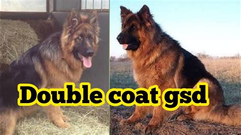 Double Coat German Shepherd Adult Dog Available For Sale Youtube