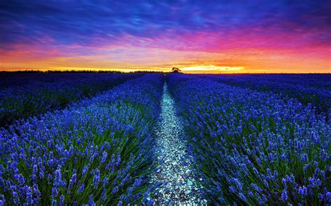 Sunset Over Lavender Field