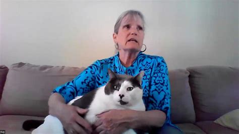 Video Largest Cat Finds Forever Home After Going Viral Abc News