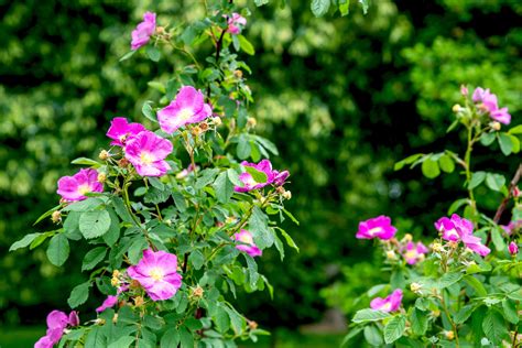 How To Grow And Care For The Carolina Rose