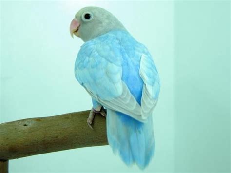 Some Real And Unique Parrots Like Macawred Tailed Macawred Tailed