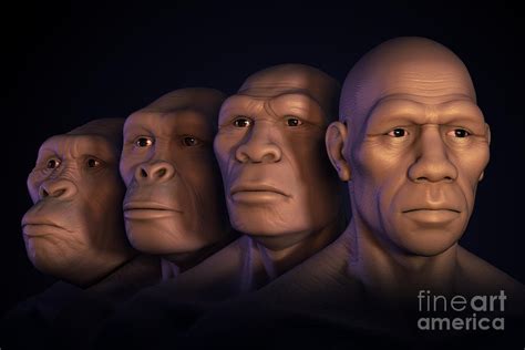 Human Evolution Photograph By Science Picture Co