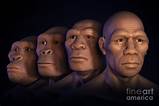 Human Evolution Photograph by Science Picture Co