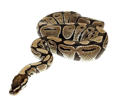 Python Snake Png Transparent Python Snakepng Images Pluspng
