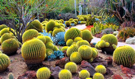 Cactus Garden With 200 Species Soon In Haldwani Nav Uttarakhand