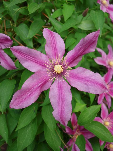 Ohio Thoughts Propagating A Clematis Vine