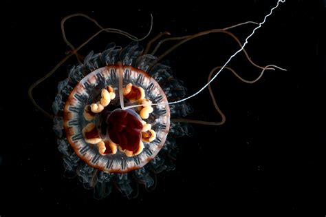 A Scientist Reveals The Bioluminescent Magic Of The Deep Sea World