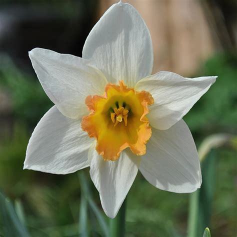Dutch Master Daffodil Bulbs Buy Online Boston Bulbs