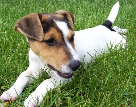 Jack Russell Terrier Terriers De Talla Pequeña Uk