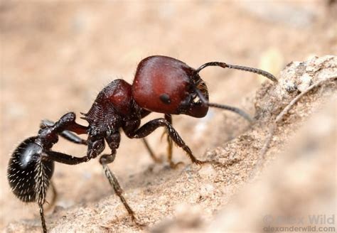 Pogonomyrmex Alex Wild Ants Insects Animals