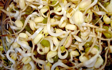 Bean Sprouts Complete Information Including Health Benefits