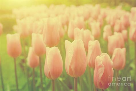 Pink Tulip Flowers In The Garden On Sunny Day In Spring Photograph By