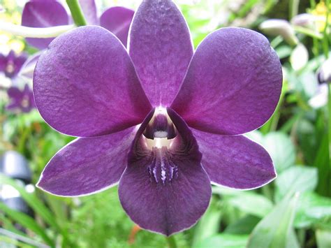 Purple Dendrobium Orchid Ubicaciondepersonascdmxgobmx