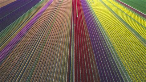 Tulip Fields De Bing Wallpaper Download