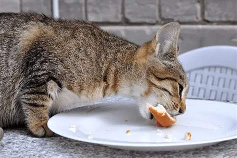 Can Cats Eat Bread The Ultimate Guide To Bread For Cats Petsmartgo