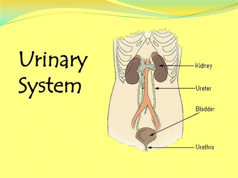 Ppt Urinary System Powerpoint Presentation Free Download Id350049