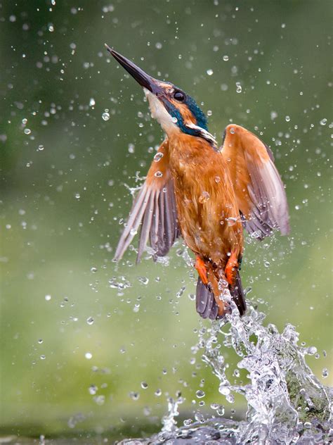 Water Jet Common Kingfisher By Jamie Macarthur On Deviantart