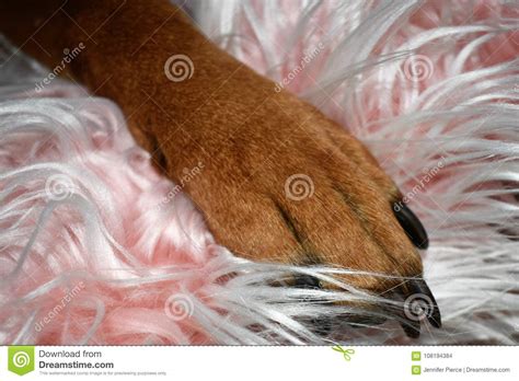 Boxer Breed Dog Valentine`s Day Portrait Stock Photo ...
