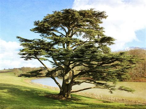 Find images of cedar tree. Cedar Tree of Lebanon Facts, Identification, Uses, Pictures