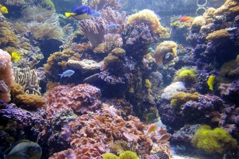 Coral reef ecosystems support important commercial, recreational, and subsistence fishery resources in the u.s and its territories. Top 25 Coral Reef Facts - Conserve Energy Future