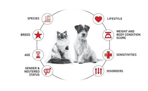 Individualized pet nutrition | Vet Focus