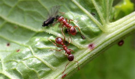 Astuces contre les pucerons et lutter contre les altises. Comment lutter contre les fourmis dans le jardin