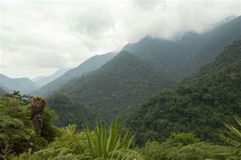 ArtStation - Colombian Jungle Bundle | Resources