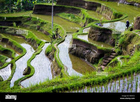 Tropical Rice Terraces Stock Photo Alamy