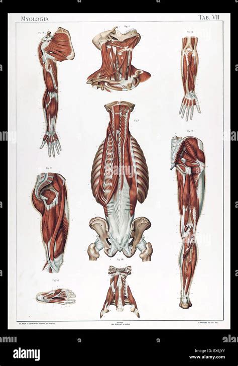 Anatomie Du Corps Humain Laskowski Beach Sheet For Sale By Science Source The Best Porn Website