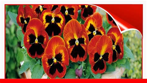 14 Pretty And Unusual Pansy Varieties 🛋️ Youtube