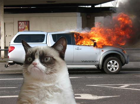 angry cat driving meme lilian