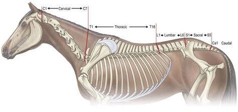 Elaborar Apretado Fructífero Horse Cervical Vertebrae Anatomy Manejo
