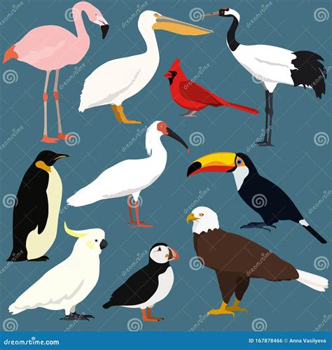 Cartoon Birds Collection Different Species Of Birds Vector Set Stock