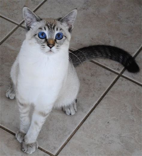 You can see in the video the tabby part of her. 17 Best images about Lynx Point Siamese on Pinterest ...