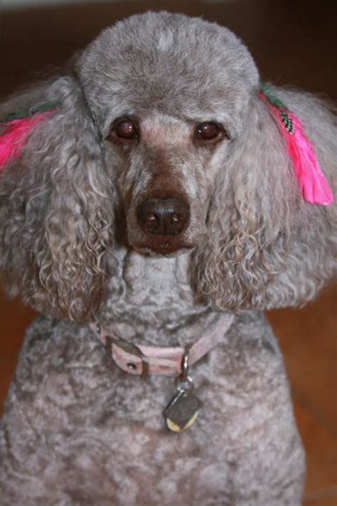 Abigail Sporting Her New Do Standard Poodle Poodle Parti Poodle