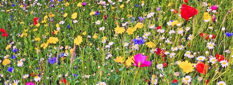 How To Grow Cornfield Annuals In A Wildflower Meadow