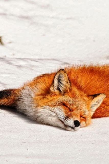 Uyuyan Kırmızı Tilki Animals Wild Fox Animals
