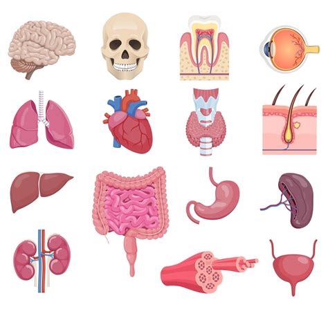 Conjunto De ícones De órgão De Anatomia Humana Interna Ilustrações