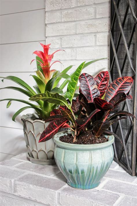 Check spelling or type a new query. Tropical Plants Indoor | Tropical Plants in Pots ...