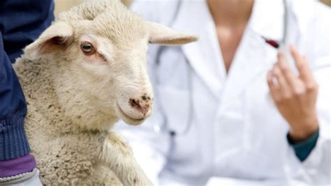 Imported Sheep Identified With Bluetongue Virus