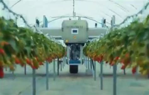 Agrobot A New Automatic Harvesting Machine For Strawberry Farmers