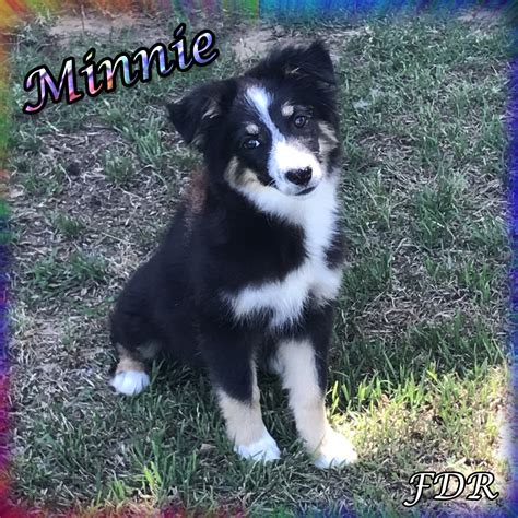 The coat varies from straight to slightly wavy. Miniature Australian Shepherd Puppies For Sale | Dallas ...